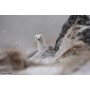 Sony SEL400800GW F6.3-8 G OSS Lens