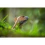 Sony SEL400800GW F6.3-8 G OSS Lens